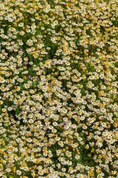 Spring flower meadow Stock Photos