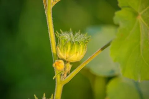 Spring Flower Meadow Stock Photos