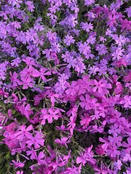 Spring flower Moss Phlox Stock Photos