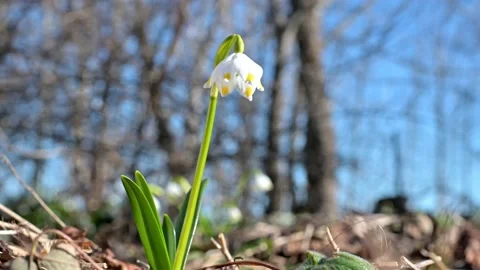 Spring flower moves in the wind 動画素材 237360564