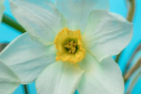 Spring flower narcissus. Stock Photos