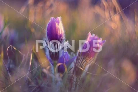 Spring flower. Nature with meadow and sunset. Seasonal concept for springtime Stock Photos