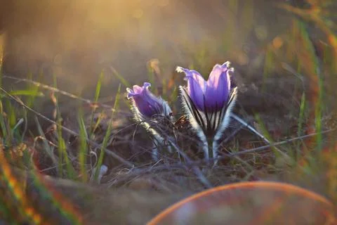 Spring flower. Nature with meadow and sunset. Seasonal concept for springti.. 스톡 사진