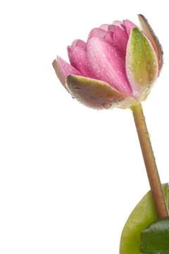 Spring flower over white background Stock Photos