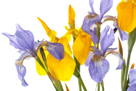 Spring flower over white background Stock Photos