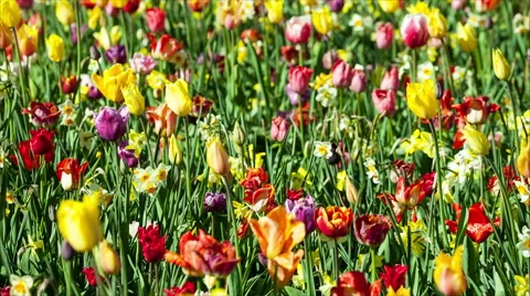 Spring flower in a Park Vídeo Stock 50201120