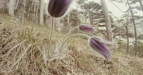 Spring flower pasqueflower in coniferous mountain forest and dry grass close up Stock Footage 53566208