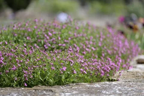 Spring flower path Botanical Garden in Balchik Stock Photos