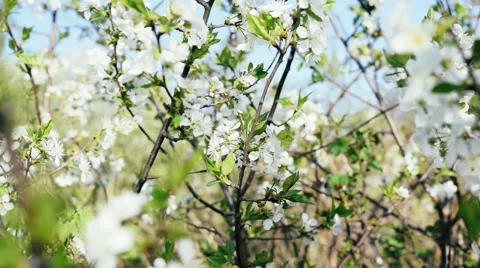 Spring Flower Pear Tree Stock Footage 49286192