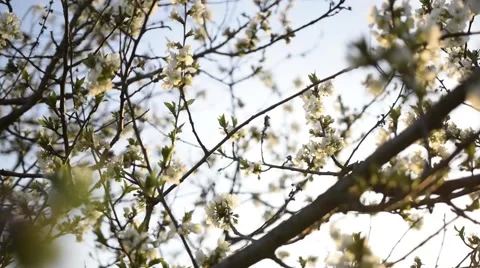 Spring Flower Pear Tree Stock Footage 50916690