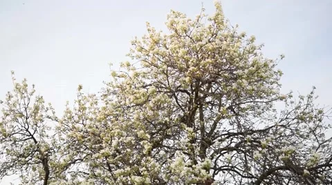 Spring Flower Pear Tree Stock Footage 50916696