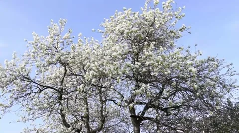 Spring Flower Pear Tree Stock-Footage 50916698