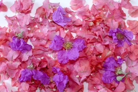 Spring flower petals background Stock Photos
