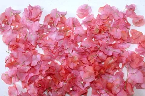 Spring flower petals background Stock Photos