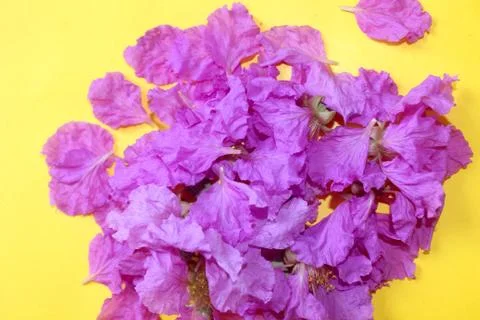 Spring flower petals background Stock Photos