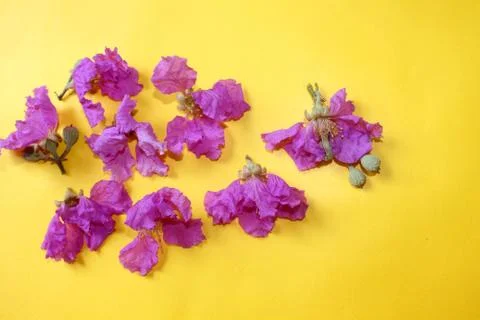 Spring flower petals background Stock Photos