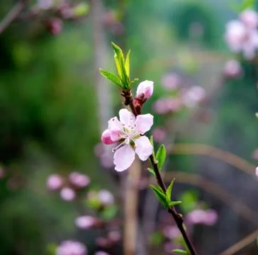 Spring flower Stock Photos