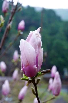 Spring flower Stock Photos