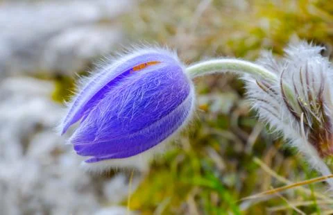 Spring flower Stock Photos