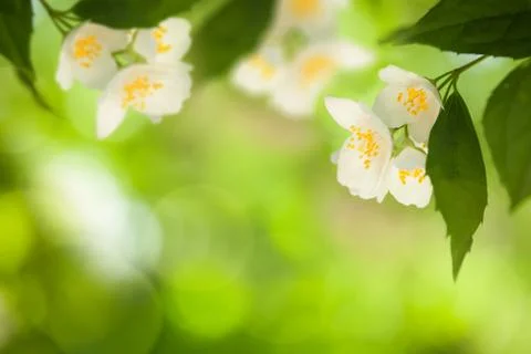 Spring flower Stock-Fotos