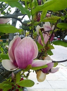 Spring Flower Stock Photos