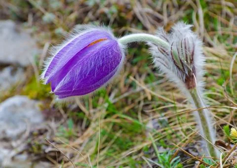 Spring flower Stock Photos