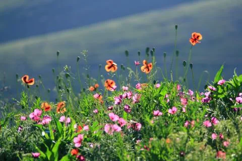 Spring flower Stock Photos