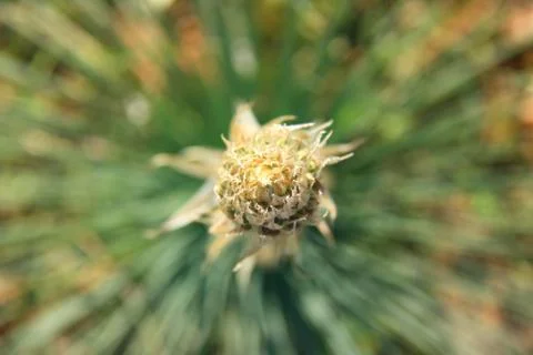 Spring flower Stock Photos