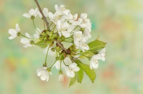 Spring flower Stock Photos