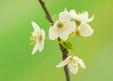 Spring flower Foto stock