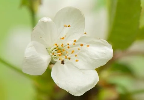 Spring flower Stock Photos