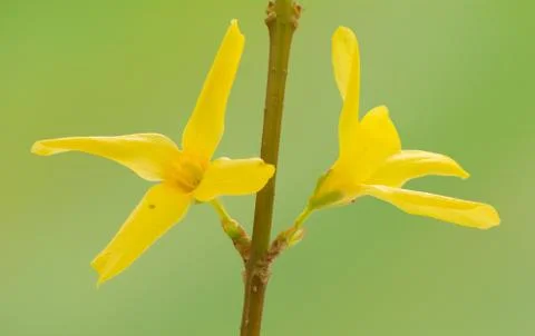 Spring flower Stock Photos