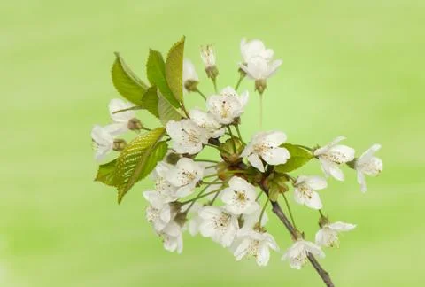 Spring flower Stock Photos