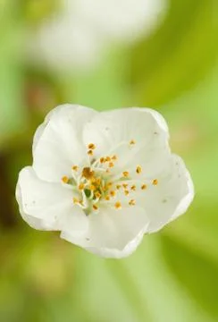 Spring flower Stock Photos