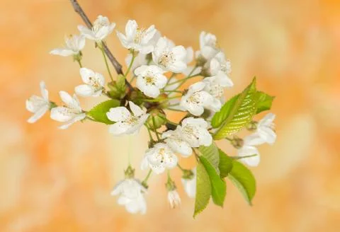 Spring flower Stock Photos