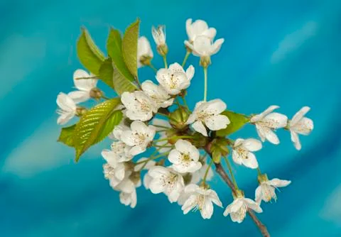 Spring flower Stock Photos