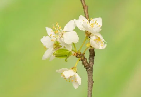 Spring flower Stock Photos
