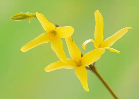 Spring flower Stock Photos