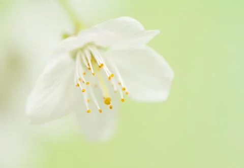 Spring flower Stock Photos