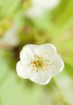 Spring flower Stock Photos