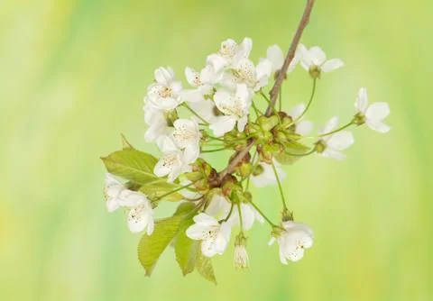 Spring flower Stock Photos