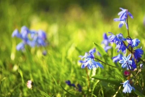 Spring flower Stock Photos