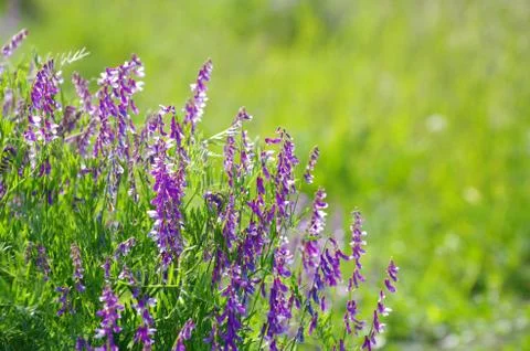 Spring flower Foto stock
