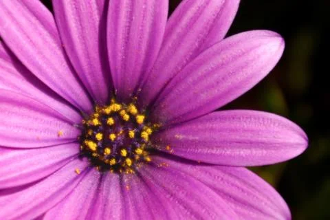 Spring flower Stock Photos