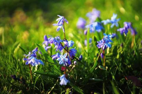 Spring flower Stock Photos