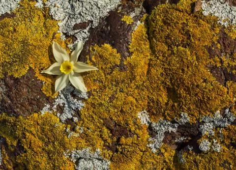 Spring flower Stock Photos