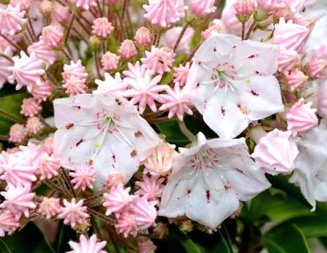 Spring flower Stock Photos