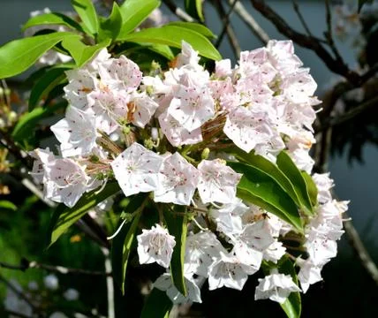 Spring flower Stock Photos