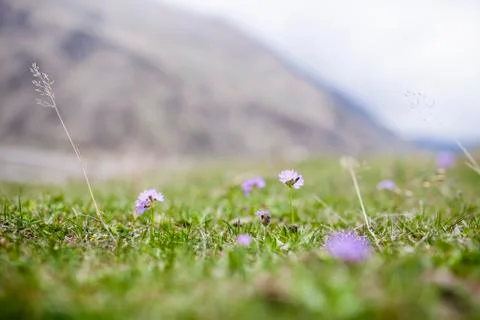 Spring flower Stock Photos