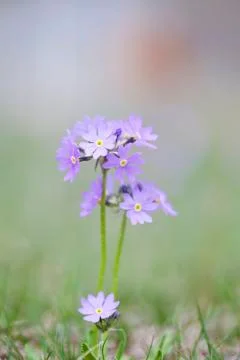 Spring flower Stock Photos
